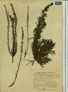 Neopallasia pectinata (Pall.) Poljakov, Siberia, Altai & Sayany Mountains (S2) (Russia)