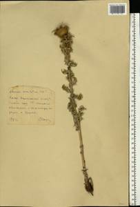 Lophiolepis serrulata (M. Bieb.) Del Guacchio, Bures, Iamonico & P. Caputo, Eastern Europe, Central forest-and-steppe region (E6) (Russia)