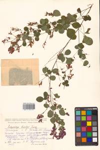 Lespedeza bicolor Turcz., Siberia, Russian Far East (S6) (Russia)