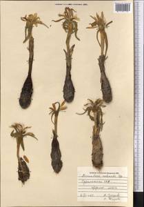 Colchicum robustum (Bunge) Stef., Middle Asia, Karakum (M6) (Turkmenistan)