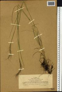 Elymus gmelinii (Trin.) Tzvelev, Siberia, Western (Kazakhstan) Altai Mountains (S2a) (Kazakhstan)