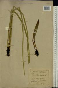 Equisetum hyemale L., Eastern Europe, Central forest-and-steppe region (E6) (Russia)