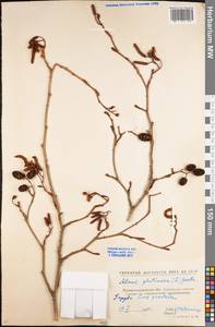 Alnus glutinosa (L.) Gaertn., Eastern Europe, North Ukrainian region (E11) (Ukraine)
