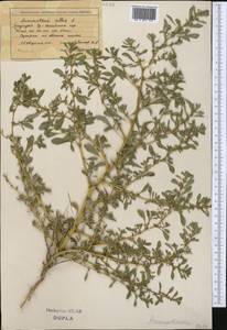 Amaranthus albus L., Middle Asia, Northern & Central Tian Shan (M4) (Kazakhstan)