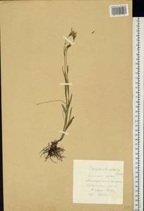 Campanula altaica Ledeb., Eastern Europe, Central forest-and-steppe region (E6) (Russia)