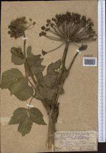 Angelica tschimganica (Korovin) Tikhom., Middle Asia, Western Tian Shan & Karatau (M3) (Kazakhstan)