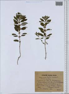 Mentha arvensis L., Eastern Europe, Eastern region (E10) (Russia)