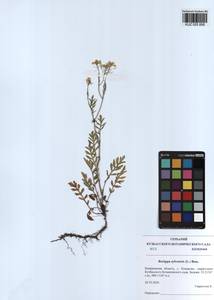 Rorippa sylvestris (L.) Besser, Siberia, Altai & Sayany Mountains (S2) (Russia)