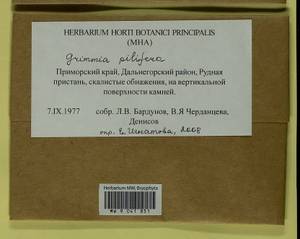 Grimmia pilifera P. Beauv., Bryophytes, Bryophytes - Russian Far East (excl. Chukotka & Kamchatka) (B20) (Russia)