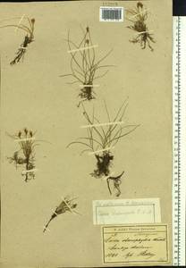 Carex duriuscula C.A.Mey., Siberia, Baikal & Transbaikal region (S4) (Russia)