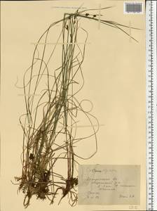 Carex digitata L., Eastern Europe, Central forest region (E5) (Russia)