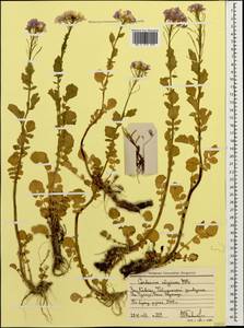 Cardamine × uliginosa M. Bieb., Caucasus, Stavropol Krai, Karachay-Cherkessia & Kabardino-Balkaria (K1b) (Russia)