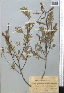 Salix capusii Franch., Middle Asia, Western Tian Shan & Karatau (M3) (Uzbekistan)