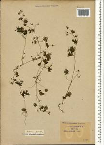 Geranium pusillum L., Caucasus, Krasnodar Krai & Adygea (K1a) (Russia)