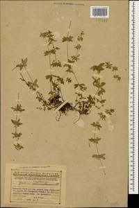Cruciata laevipes Opiz, Caucasus, Armenia (K5) (Armenia)