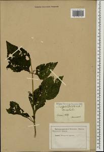 Sigesbeckia orientalis L., Caucasus (no precise locality) (K0)