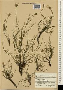 Scorzonera cana (C. A. Mey.) O. Hoffm., Crimea (KRYM) (Russia)