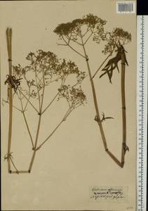 Valeriana officinalis L., Eastern Europe, North Ukrainian region (E11) (Ukraine)