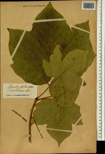 Firmiana simplex (L.) W. F Wight, South Asia, South Asia (Asia outside ex-Soviet states and Mongolia) (ASIA) (Italy)