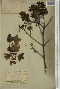 Acer monspessulanum L., Western Europe (EUR) (France)
