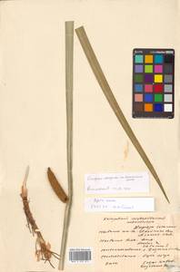 Acorus calamus L., Siberia, Russian Far East (S6) (Russia)