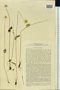 Parnassia palustris L., Siberia, Russian Far East (S6) (Russia)