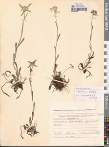 Leontopodium villosulum A. P. Khokhr., Siberia, Chukotka & Kamchatka (S7) (Russia)