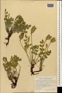 Astragalus calycinus Bieb., Caucasus, Stavropol Krai, Karachay-Cherkessia & Kabardino-Balkaria (K1b) (Russia)