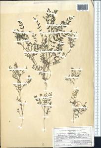 Astragalus filicaulis Kar. & Kir., Middle Asia, Pamir & Pamiro-Alai (M2) (Uzbekistan)