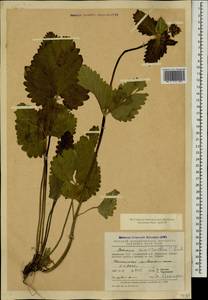 Betonica macrantha K.Koch, Caucasus, Armenia (K5) (Armenia)