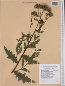 Cirsium arvense, Western Europe (EUR) (United Kingdom)