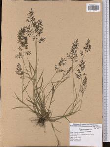 Eragrostis minor Host, Eastern Europe, Central region (E4) (Russia)