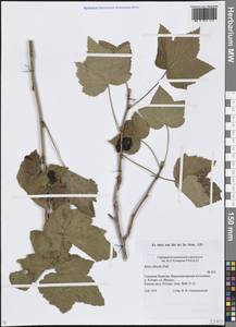 Ribes dikuscha Fisch. ex Turcz., Siberia, Baikal & Transbaikal region (S4) (Russia)