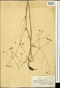Bunium paucifolium DC., Caucasus, Azerbaijan (K6) (Azerbaijan)