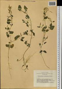 Chenopodium acuminatum Willd., Siberia, Altai & Sayany Mountains (S2) (Russia)