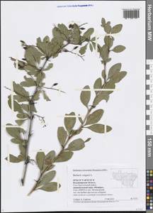 Berberis vulgaris L., Eastern Europe, Central region (E4) (Russia)