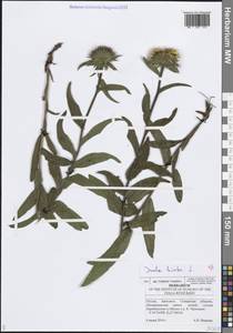 Pentanema hirtum (L.) D. Gut. Larr., Santos-Vicente, Anderb., E. Rico & M. M. Mart. Ort., Eastern Europe, Middle Volga region (E8) (Russia)