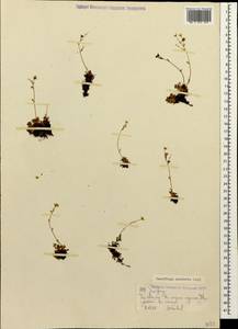 Saxifraga moschata Wulfen, Caucasus, Stavropol Krai, Karachay-Cherkessia & Kabardino-Balkaria (K1b) (Russia)