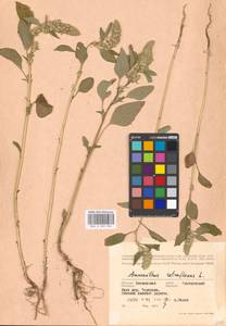 Amaranthus retroflexus L., Eastern Europe, Moscow region (E4a) (Russia)