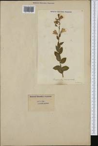 Campanula rhomboidalis L., Western Europe (EUR) (Switzerland)