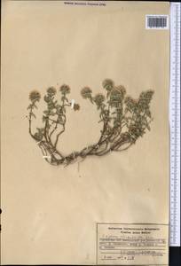 Ziziphora clinopodioides Lam., Middle Asia, Western Tian Shan & Karatau (M3) (Kyrgyzstan)