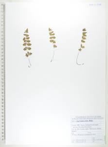 Asplenium viride Huds., Siberia, Russian Far East (S6) (Russia)