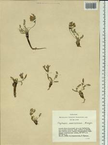 Oxytropis macrosema Bunge, Siberia, Altai & Sayany Mountains (S2) (Russia)