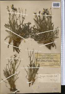 Crepidifolium tenuifolium (Willd.) Sennikov, Middle Asia, Pamir & Pamiro-Alai (M2) (Tajikistan)