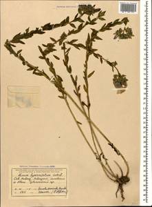 Linum hypericifolium Salisb., Caucasus, Krasnodar Krai & Adygea (K1a) (Russia)