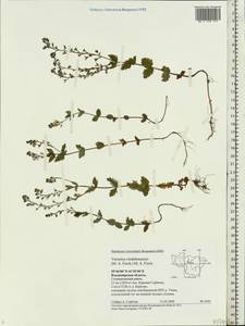 Veronica vindobonensis (M. Fisch.) M. Fisch., Eastern Europe, Central region (E4) (Russia)