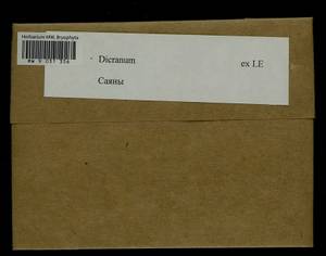 Dicranum, Bryophytes, Bryophytes - Baikal & Transbaikal regions (B18) (Russia)