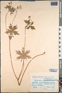 Geranium wlassovianum Fisch. ex Link, Siberia, Baikal & Transbaikal region (S4) (Russia)