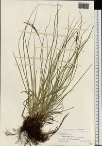 Carex nigra (L.) Reichard, Eastern Europe, Belarus (E3a) (Belarus)
