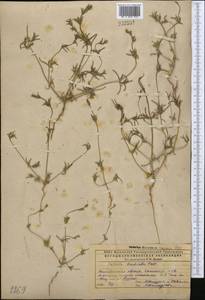 Pyankovia brachiata (Pall.) Akhani & Roalson, Middle Asia, Caspian Ustyurt & Northern Aralia (M8) (Kazakhstan)